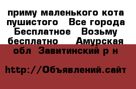 приму маленького кота пушистого - Все города Бесплатное » Возьму бесплатно   . Амурская обл.,Завитинский р-н